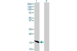 Western Blot analysis of ID2 expression in transfected 293T cell line by ID2 monoclonal antibody (M04), clone 2C11. (Id2 antibody  (AA 1-134))