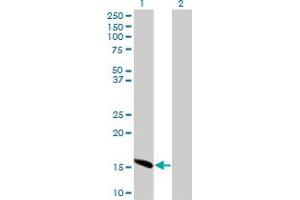 Western Blot analysis of ID2 expression in transfected 293T cell line by ID2 monoclonal antibody (M04), clone 2C11.