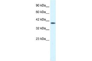 WB Suggested Anti-P2RX2 Antibody Titration:  0. (P2RX2 antibody  (Middle Region))
