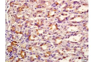 Formalin-fixed and paraffin embedded mouse stomach labeled with Anti-Flotillin 1 Polyclonal Antibody, Unconjugated (ABIN872879) at 1:200 followed by conjugation to the secondary antibody and DAB staining (Flotillin 1 antibody  (AA 101-200))