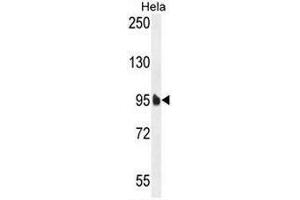 EFTUD1 Antibody (C-term) western blot analysis in Hela cell line lysates (35µg/lane).