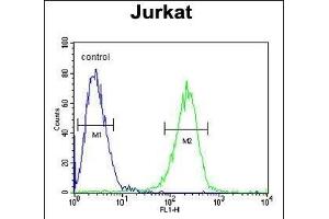 HADHB Antibody (C-term) (ABIN653816 and ABIN2843089) flow cytometric analysis of Jurkat cells (right histogram) compared to a negative control cell (left histogram).