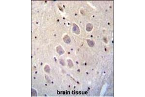 C Antibody (C-term) (ABIN656473 and ABIN2845754) immunohistochemistry analysis in formalin fixed and paraffin embedded human brain tissue followed by peroxidase conjugation of the secondary antibody and DAB staining.