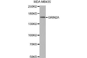 Western Blotting (WB) image for anti-Glutamate Receptor, Ionotropic, N-Methyl D-Aspartate 2a (GRIN2A) (AA 1130-1400) antibody (ABIN6214028) (NMDAR2A antibody  (AA 1130-1400))