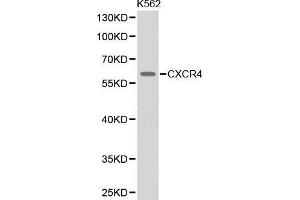 Western blot analysis of extracts of K562 cell line, using CXCR4 antibody. (CXCR4 antibody  (AA 1-100))