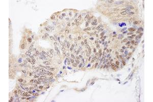 Immunohistochemistry (IHC) image for anti-FK506 Binding Protein 4, 59kDa (FKBP4) (AA 1-50) antibody (ABIN7448967)