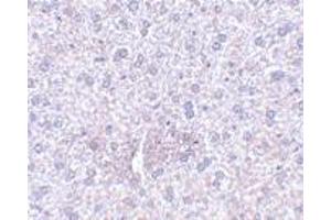 Immunohistochemistry of PLXDC1 in mouse liver tissue with PLXDC1 polyclonal antibody  at 2. (PLXDC1 antibody  (Internal Region))