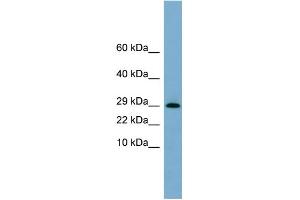 WB Suggested Anti-ERP29 Antibody Titration:  0. (ERP29 antibody  (N-Term))