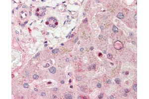 Anti-RALGPS1 antibody IHC staining of human liver. (RALGPS1 antibody  (AA 326-375))