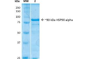 SDS-Page of human HSP90 Alpha protein (ABIN1686663, ABIN1686664 and ABIN1686665).