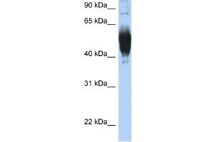 LCAT antibody used at 1 ug/ml to detect target protein. (LCAT antibody  (C-Term))