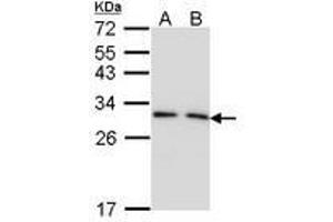 Image no. 1 for anti-14-3-3 gamma (YWHAG1) (AA 1-189) antibody (ABIN467598) (14-3-3 gamma antibody  (AA 1-189))
