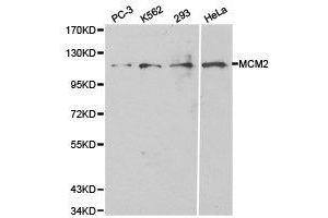Western Blotting (WB) image for anti-Minichromosome Maintenance Complex Component 2 (MCM2) antibody (ABIN1873663)