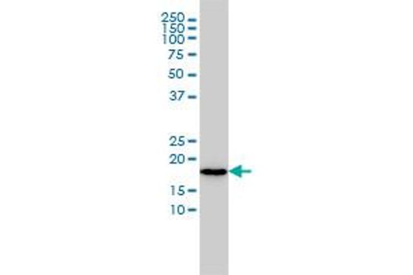 NAT5 antibody  (AA 1-178)