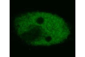 Immunocytochemistry (confocal microscopy) of human HeLa cells using anti-p53 (BP53-12, FITC). (p53 antibody)