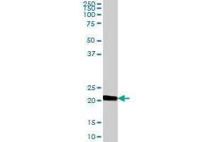 IGJ MaxPab polyclonal antibody. (IGJ antibody  (AA 1-159))