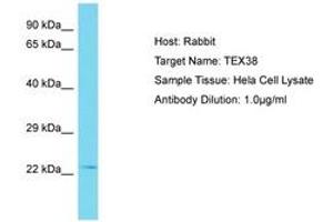 Image no. 1 for anti-Testis Expressed 38 (TEX38) (AA 99-148) antibody (ABIN6750801) (TEX38 antibody  (AA 99-148))