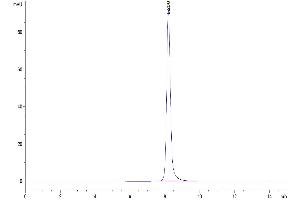 The purity of Human IL-2 is greater than 95 % as determined by SEC-HPLC. (IL-2 Protein (AA 21-153))