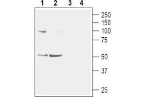Western blot analysis of mouse (lanes 1 and 3) and rat (lanes 2 and 4) brain membranes:1,2.