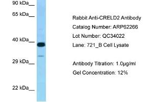 Western Blotting (WB) image for anti-Cysteine-Rich with EGF-Like Domains 2 (CRELD2) (Middle Region) antibody (ABIN970450) (CRELD2 antibody  (Middle Region))