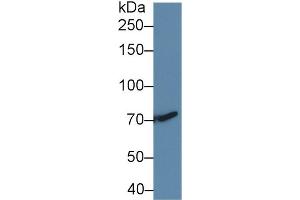 Western Blot; Sample: Human HepG2 cell lysate; Primary Ab: 2µg/ml Rabbit Anti-Rat TGFbR3 Antibody Second Ab: 0.