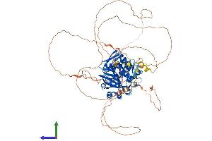 AlphaFold protein structure predicition of Human Recombinant HASPIN Protein, UniprotID Q8TF76