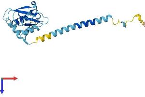 CCDC25 Protein (AA 1-208) (His tag)