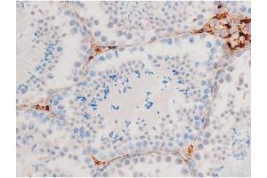 ABIN6267575 at 1/200 staining Mouse testis tissue sections by IHC-P.