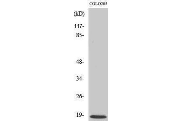 MRPL50 antibody  (C-Term)