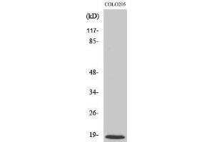 Western Blotting (WB) image for anti-Mitochondrial Ribosomal Protein L50 (MRPL50) (C-Term) antibody (ABIN3185666)