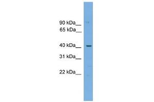 WB Suggested Anti-WBP4 Antibody Titration: 0. (WBP4 antibody  (N-Term))