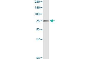 POR antibody  (AA 1-680)