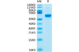 Biotinylated Human ROR2 on Tris-Bis PAGE under reduced condition. (ROR2 Protein (His-Avi Tag,Biotin))