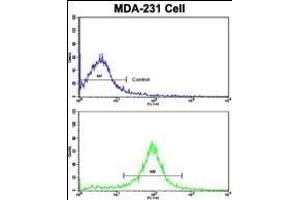 Flow cytometric analysis of MDA-231 cells using ACTN1 Antibody (N-term)(bottom histogram) compared to a negative control cell (top histogram). (ACTN1 antibody  (N-Term))