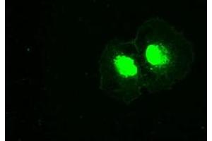 Anti-PLK1 mouse monoclonal antibody (ABIN2452274) immunofluorescent staining of COS7 cells transiently transfected by pCMV6-ENTRY PLK1 (RC201795). (PLK1 antibody)