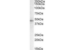 Western Blotting (WB) image for anti-Signal Transducing Adaptor Family Member 2 (STAP2) (AA 437-449) antibody (ABIN1492826)