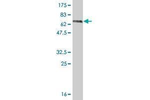 Western Blot detection against Immunogen (67. (Ceramide Synthase 2 antibody  (AA 1-380))