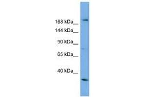 Image no. 1 for anti-Amyotrophic Lateral Sclerosis 2 (Juvenile) (ALS2) (AA 1007-1056) antibody (ABIN6743275) (ALS2 antibody  (AA 1007-1056))