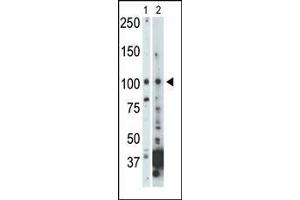 The anti-NEK9 Pab (ABIN392654 and ABIN2842155) is used in Western blot to detect NEK9 in 293 cell lysate (Lane 1) and mouse heart tissue lysate (Lane 2). (NEK9 antibody  (C-Term))