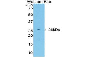 Western Blotting (WB) image for anti-Glutathione S-Transferase alpha 4 (GSTA4) (AA 1-222) antibody (ABIN1078080)