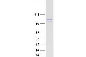 Pseudouridylate Synthase 7 Homolog-Like (PUS7L) (Transcript Variant 3) protein (Myc-DYKDDDDK Tag)