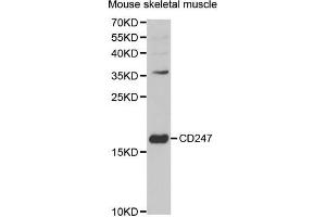 Western blot analysis of extracts of mouse skeletal muscle, using CD247 antibody.