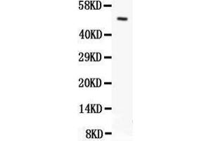 Anti- Orai1 antibody, Western blotting All lanes: Anti Orai1  at 0.