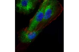 Immunofluorescent analysis of 4 % paraformaldehyde-fixed, 0. (AP1M1 antibody  (AA 205-234))