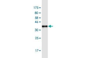 Western Blot detection against Immunogen (36. (Ferritin Mitochondrial antibody  (AA 143-242))