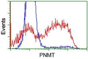 HEK293T cells transfected with either RC206586 overexpress plasmid (Red) or empty vector control plasmid (Blue) were immunostained by anti-PNMT antibody (ABIN2454534), and then analyzed by flow cytometry. (PNMT antibody)