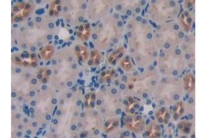 IHC-P analysis of Mouse Kidney Tissue, with DAB staining. (WISP1 antibody  (AA 216-347))