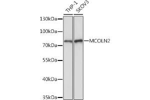 Western blot analysis of extracts of various cell lines, using MCOLN2 Rabbit pAb (ABIN7268695) at 1:1000 dilution. (Mucolipin 2 (MCOLN2) antibody)