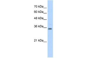WB Suggested Anti-RASSF7 Antibody Titration:  5. (RASSF7 antibody  (Middle Region))