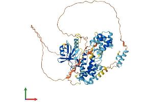 AlphaFold protein structure predicition of Mouse Recombinant Irak2 Protein, UniprotID Q8CFA1 (IRAK2 Protein (AA 1-622) (His tag))